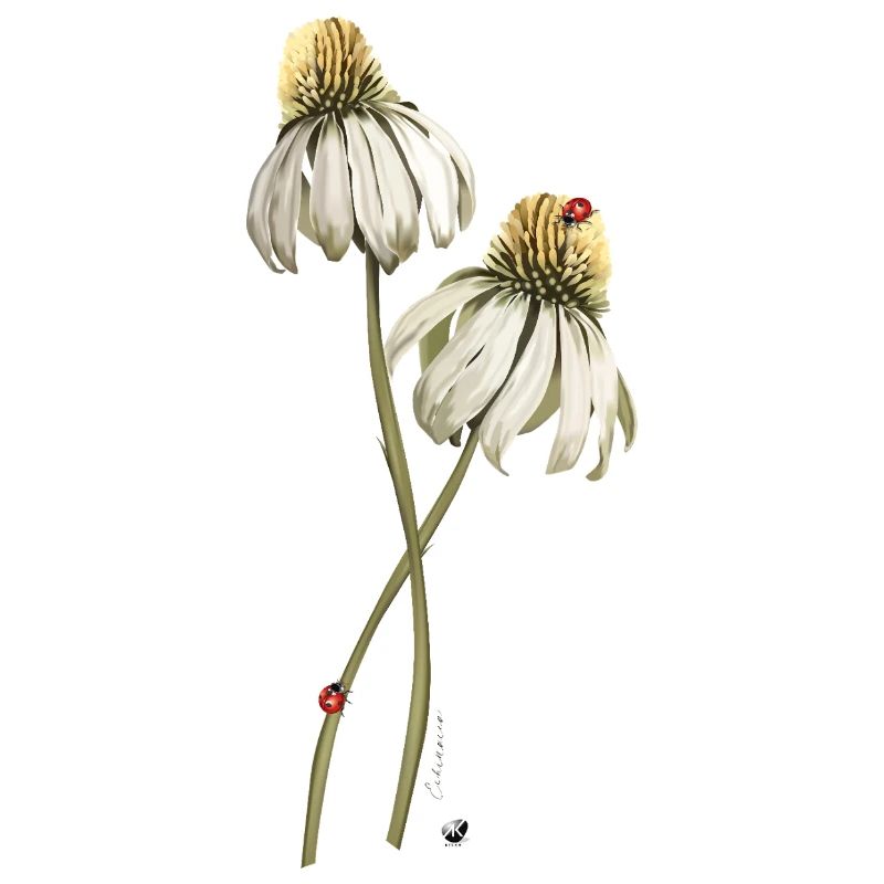 Illustration de la fleur des coccinelles rouges sur échinacée