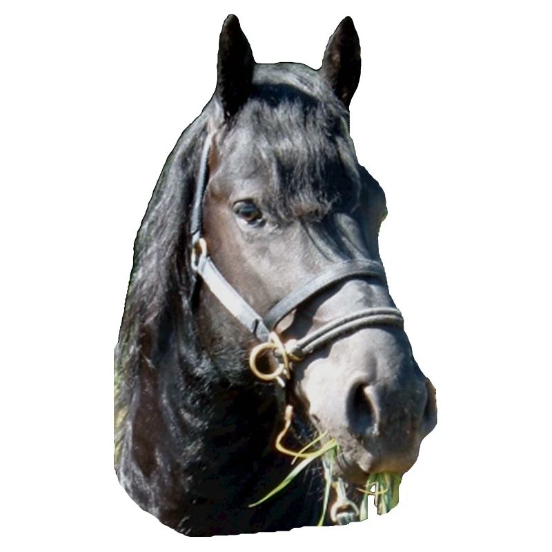 Friese Kopf