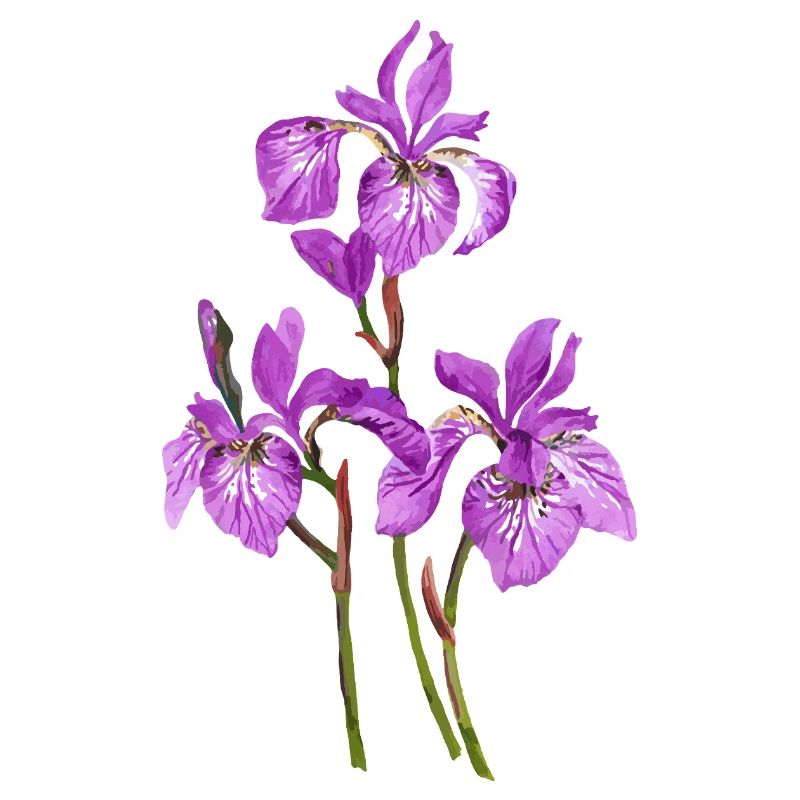 Fleur