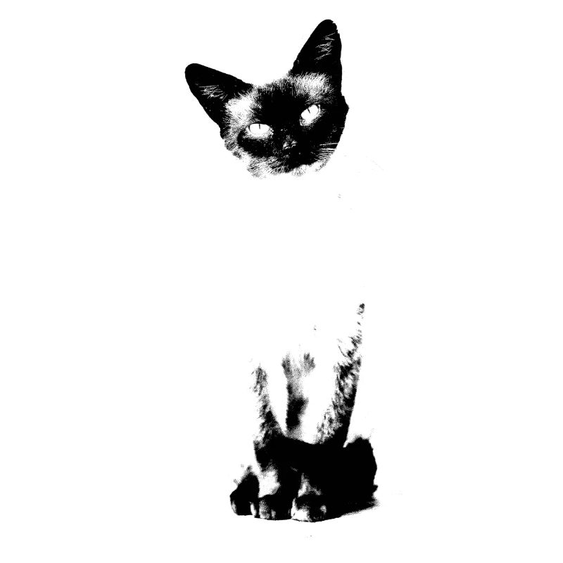 Siamkatze