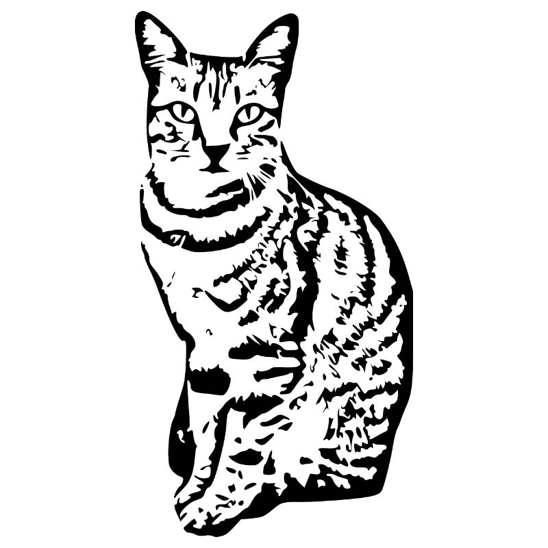 Chat Chaton Tigre Chat Chat Chat Cadeau