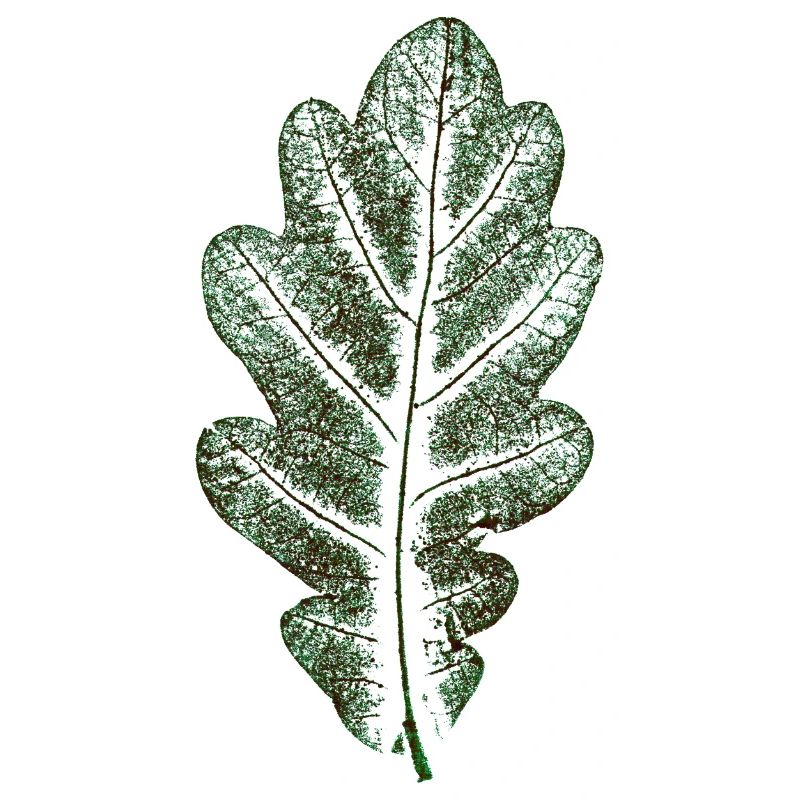 Eichenblatt Naturgrün / Blatt/ Eiche/Baum