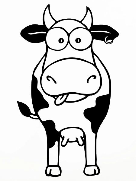 Cow white