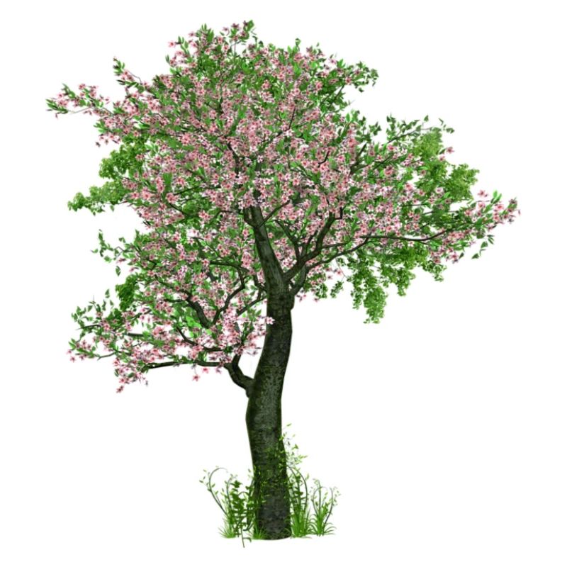 Tree in spring