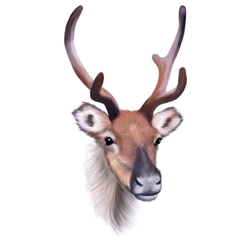 Reindeer