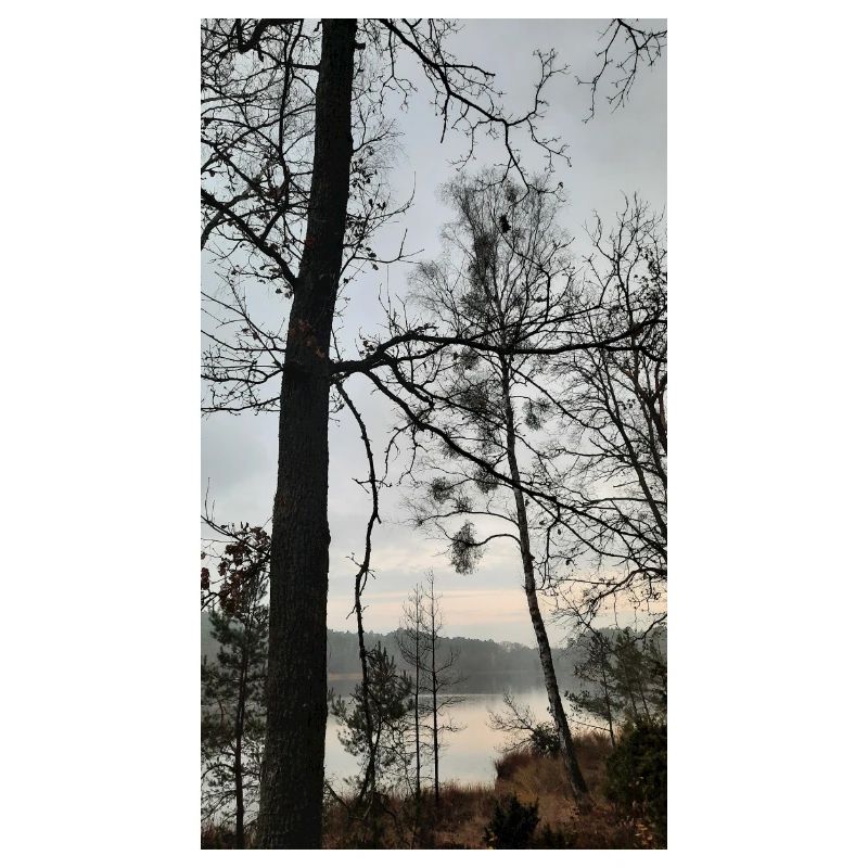 Wald