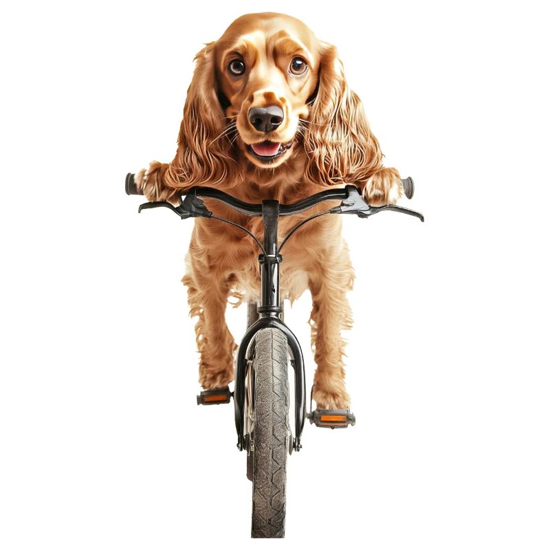 Cocker Spaniel