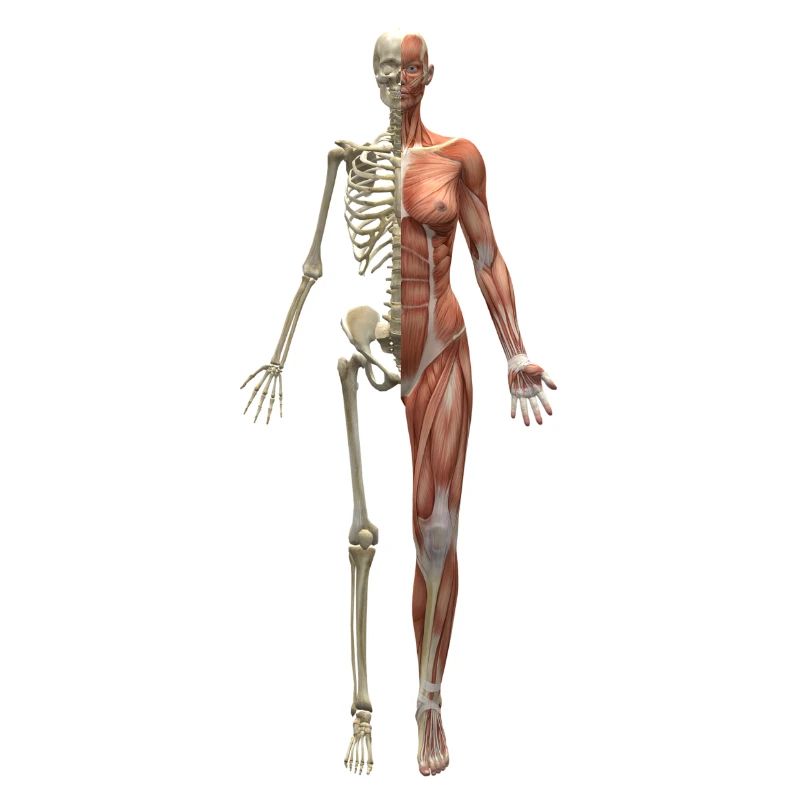 skeleton skeleton bones bones skull schaedel140