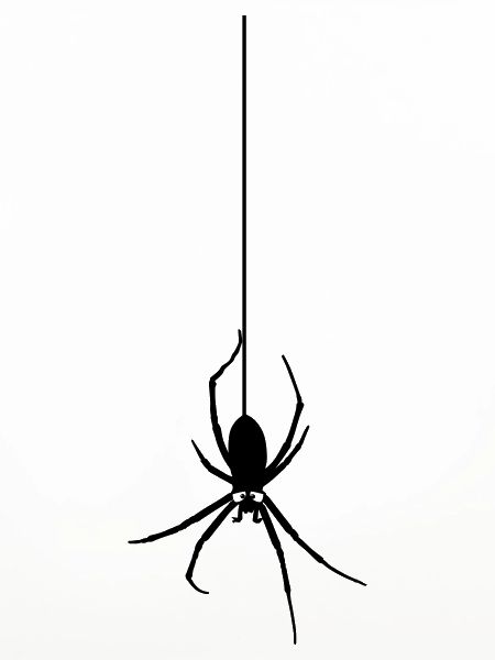 Araignée