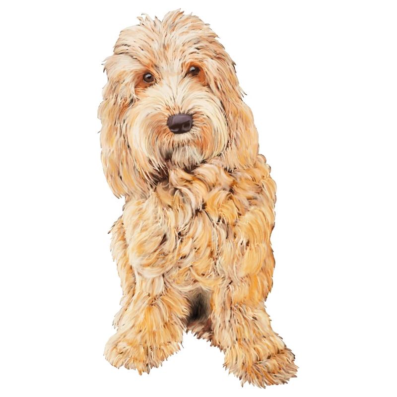 APRICOT BLONDE COCKAPOO - COCKAPOO DOG LOVER