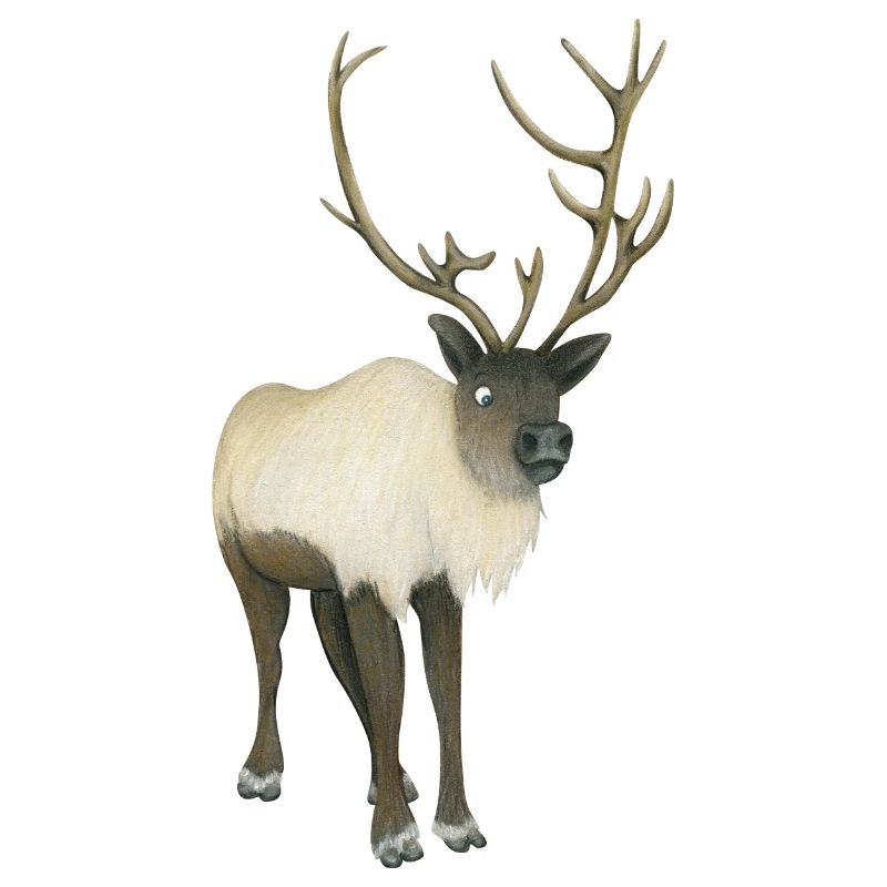 Reindeer