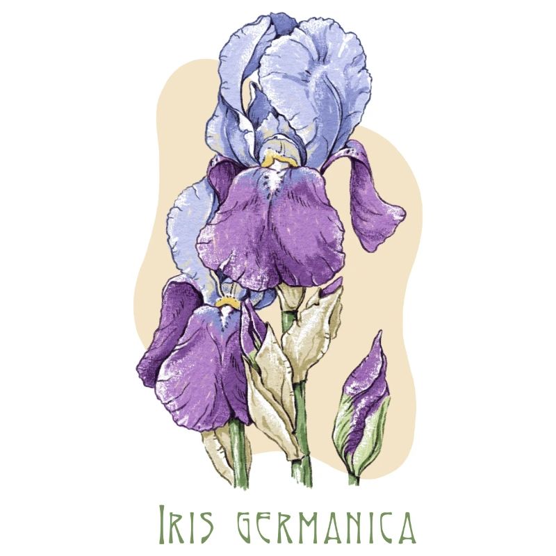 Iris botanical drawing