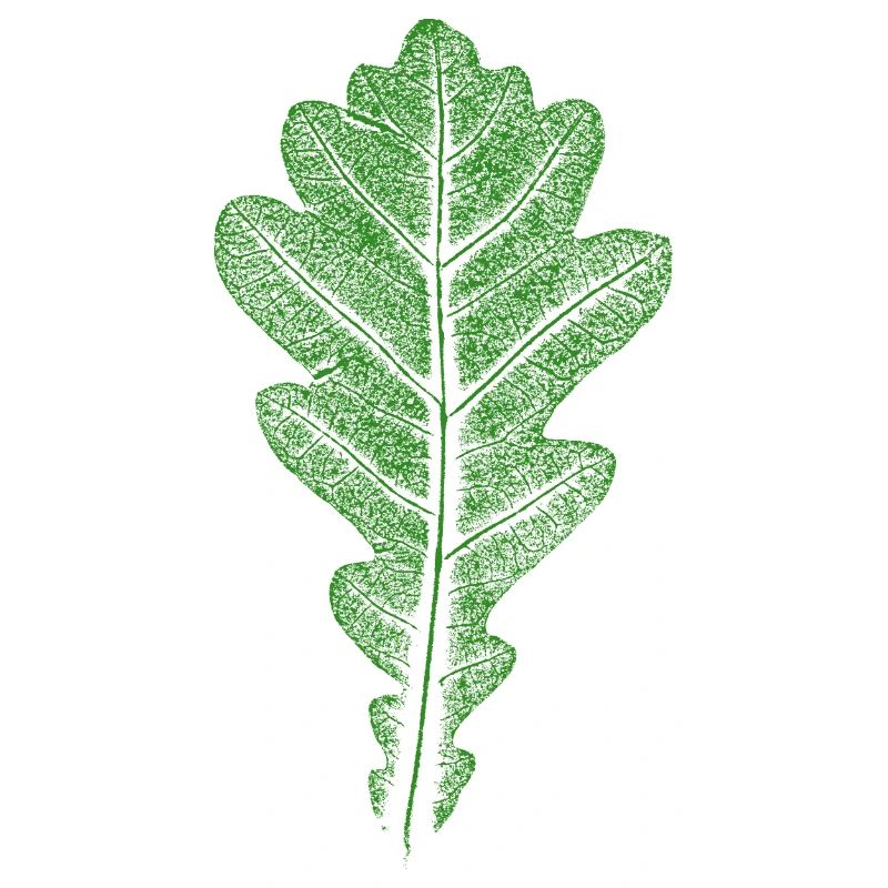 Blatt Eiche / Eichenblatt - Blätter WALD & Natur