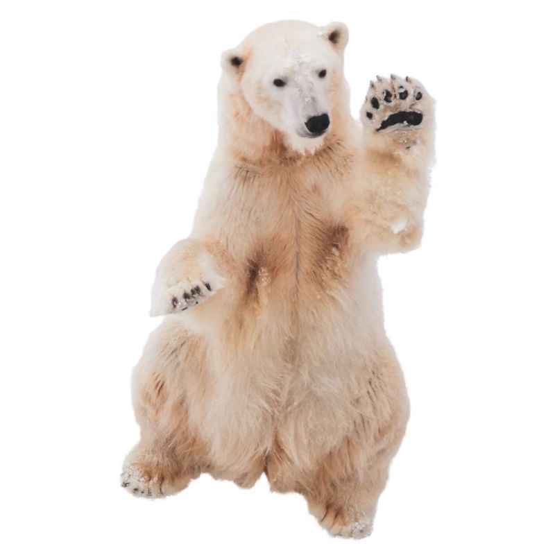 Eisbär