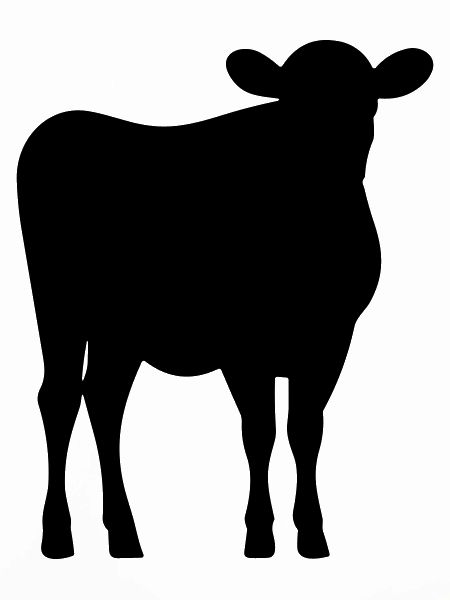 cow