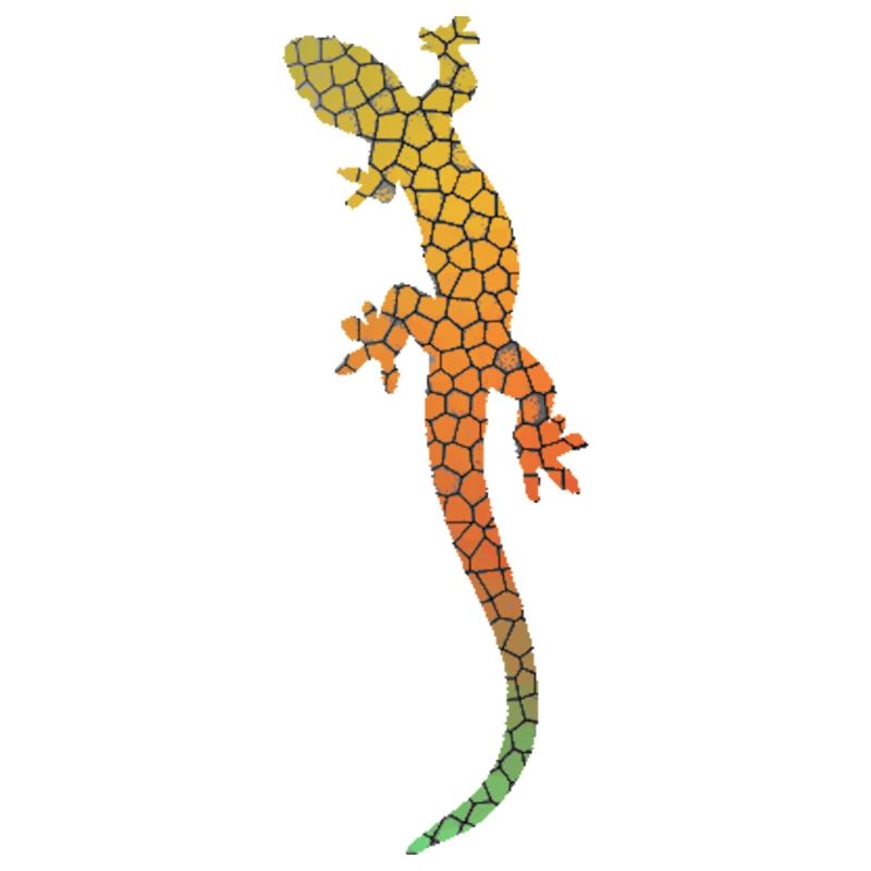 lizard