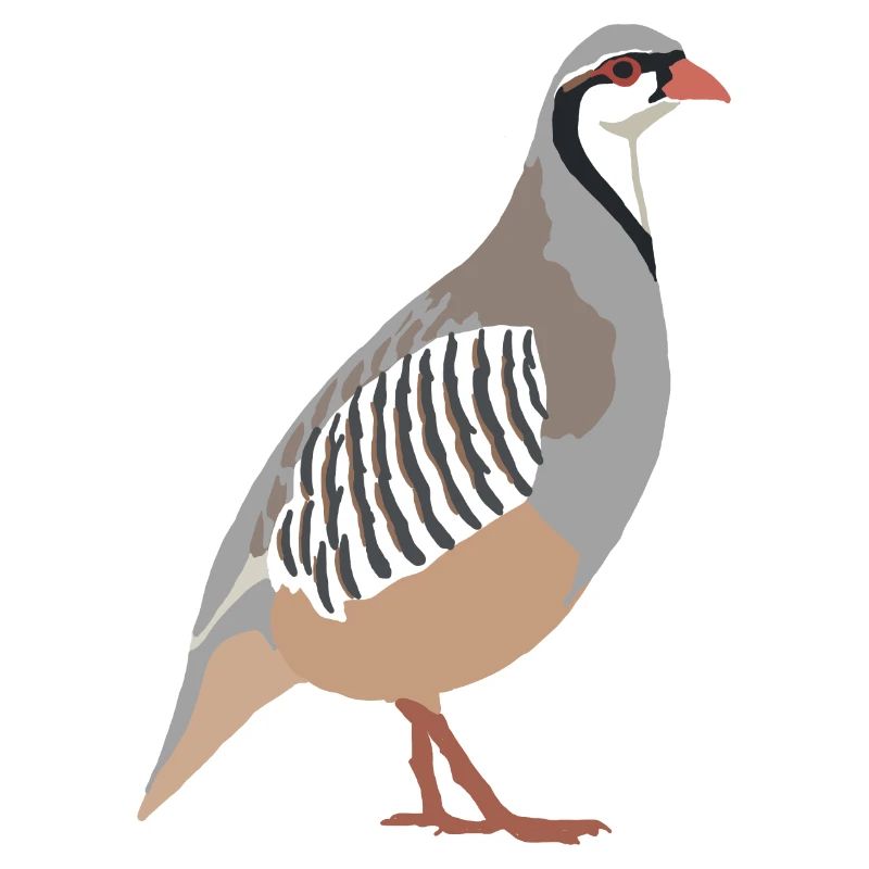 Steinhuhn