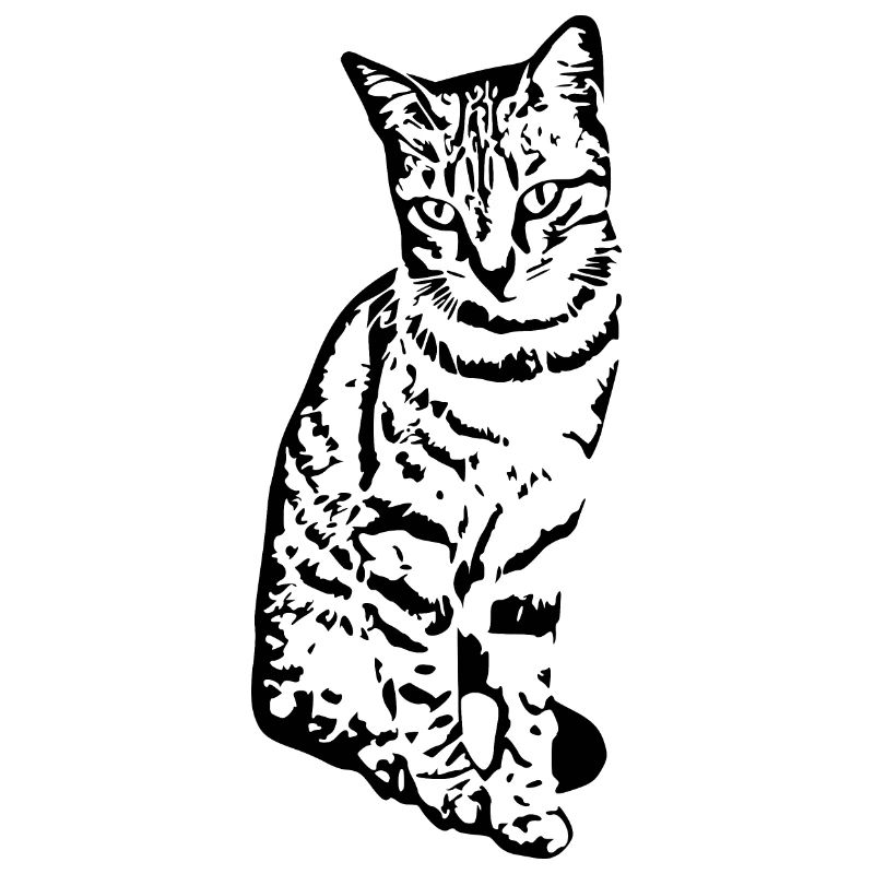 Chat Chaton Tigre Chat Chat Chat Cadeau