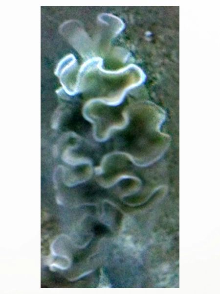 Sea Snail