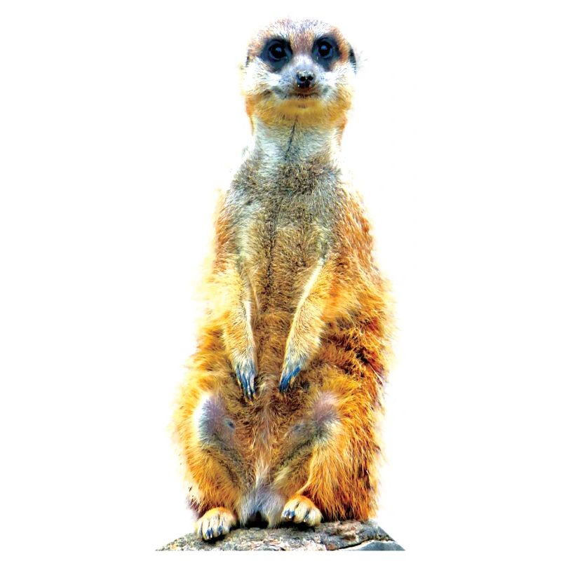 Suricate cool décontracté mignon mignon mignon