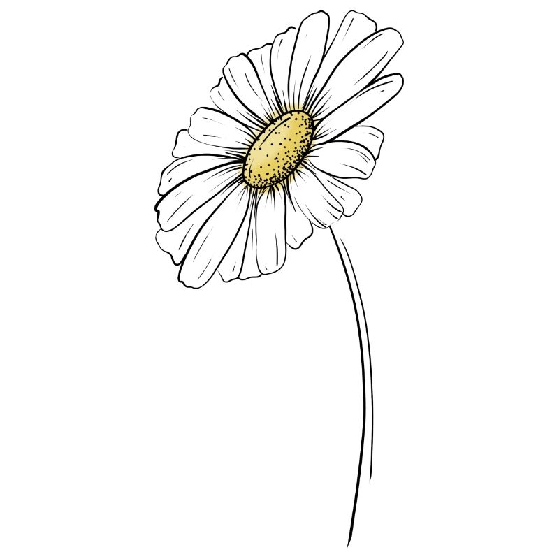 Sommerliches Gänseblümchen