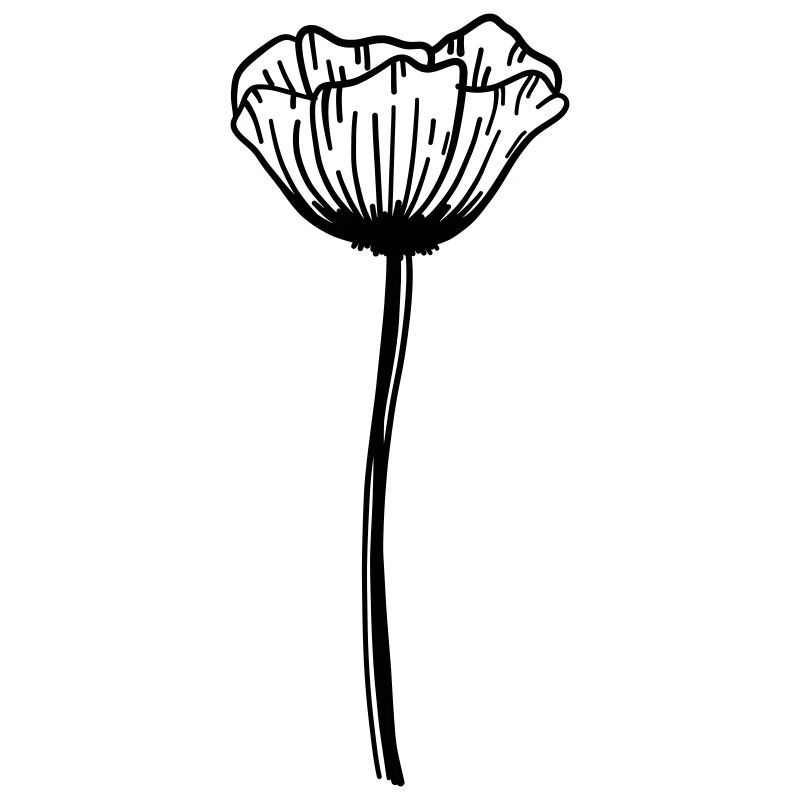 Mohn Blume