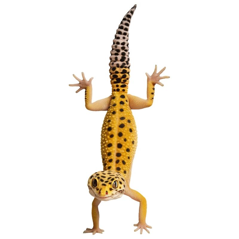 Gecko