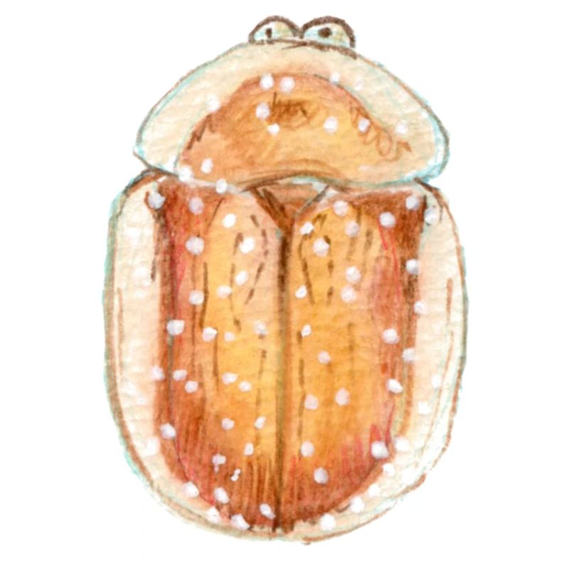 Sternmiere Schildkäfer
