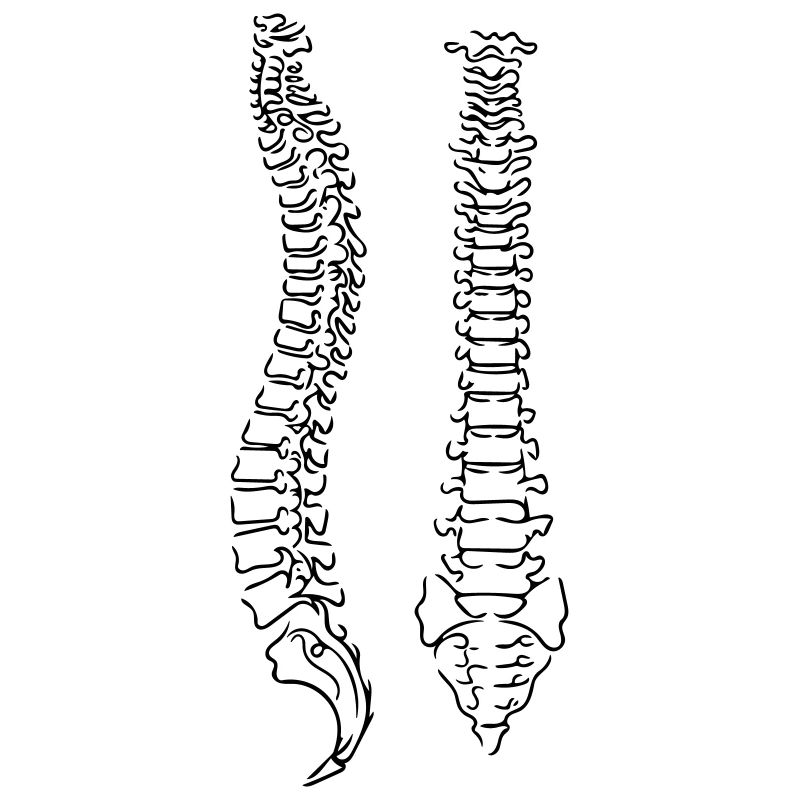 Spine Line Art - Minimalist