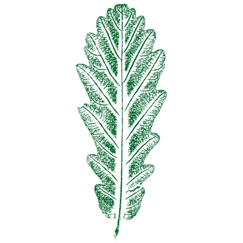 Eiche - Blatt / Eichenblatt - DRUCK