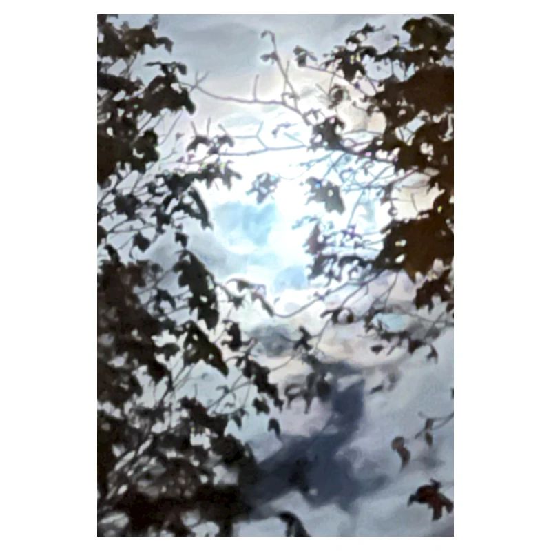Äste vor Mondlicht