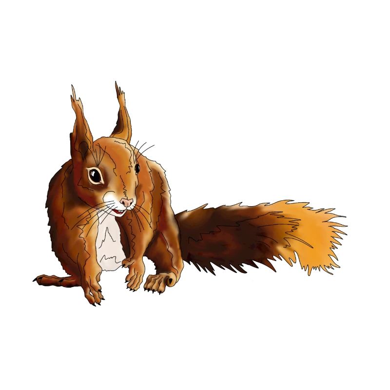 Eichhörnchen 5