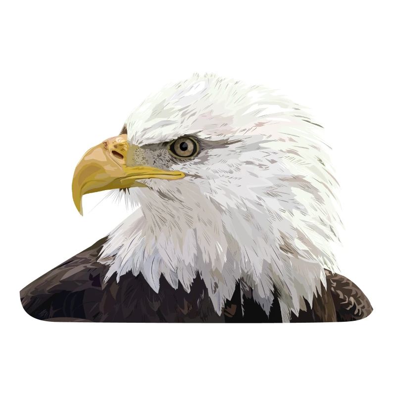 Weißkopfseeadler