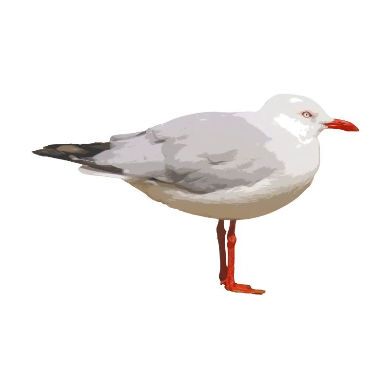 Möwe
