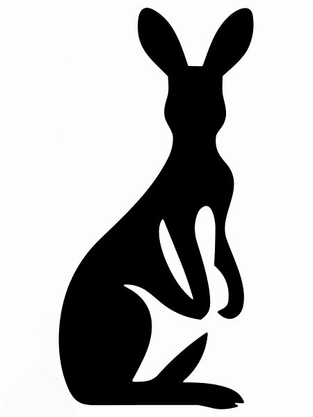 kangaroo