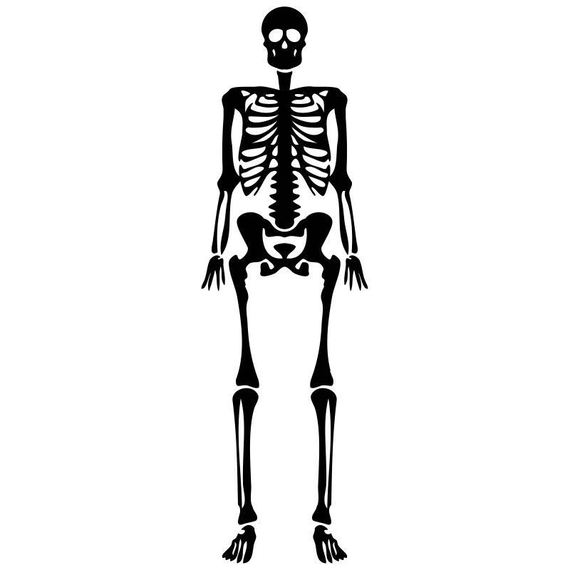 conception de crâne