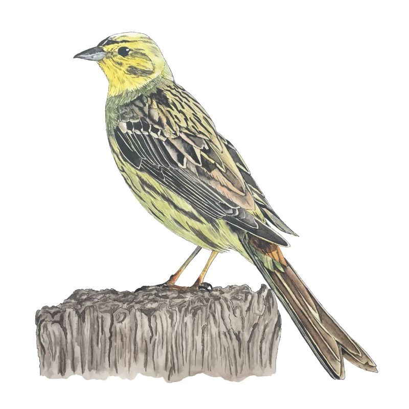 Goldammer Vogel
