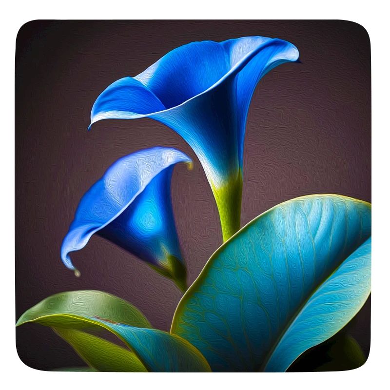Blaue Calla