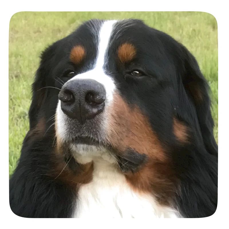 Bernersennehund