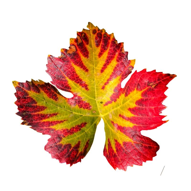 Vine leaf autumn wine leaf foliage