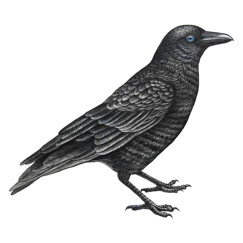 Krähenvogel