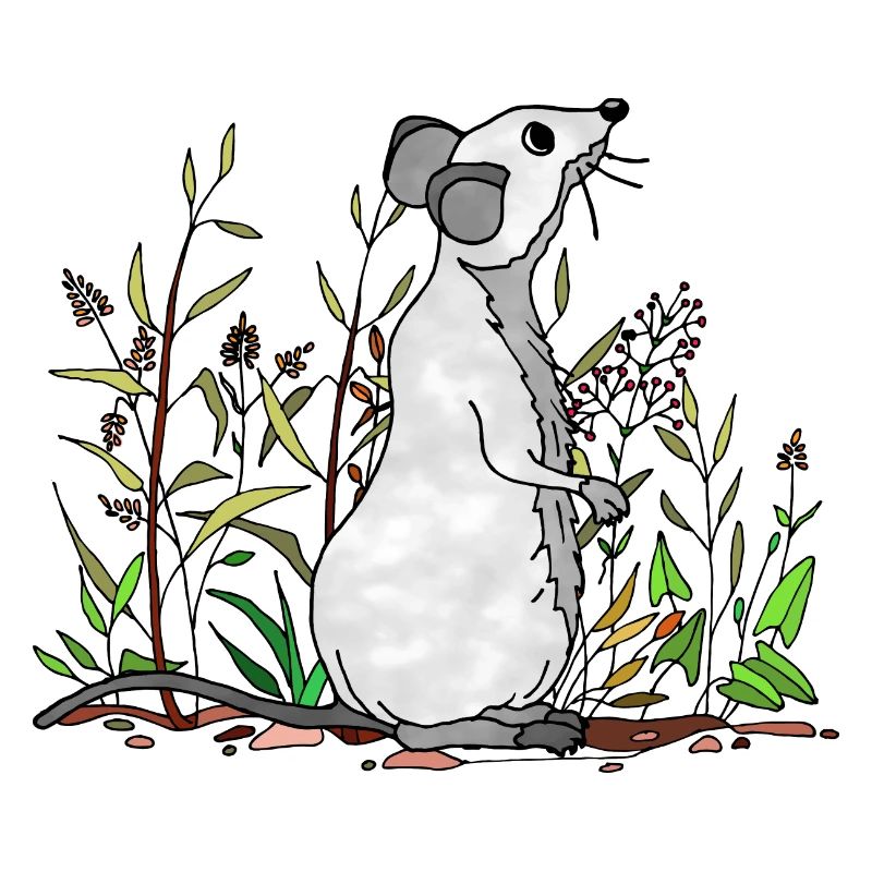 Maus
