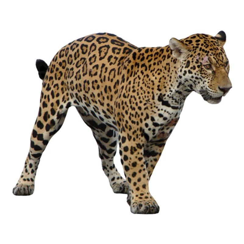 Jaguar 2