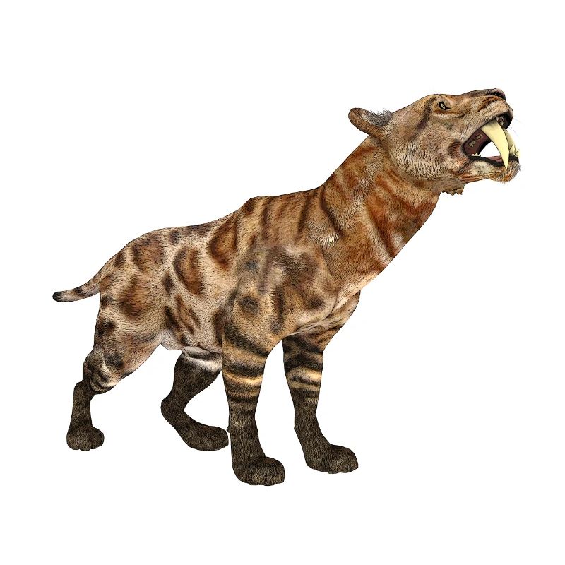 Säbelzahnkatze Smilodon