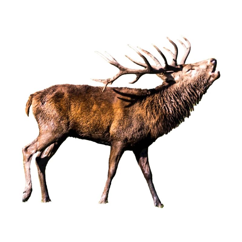 Geschenkidee röhrender Hirsch