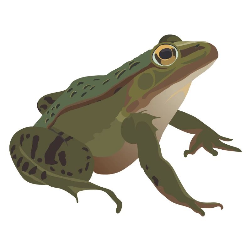 Frog mister frog toad common toad tree frog idea