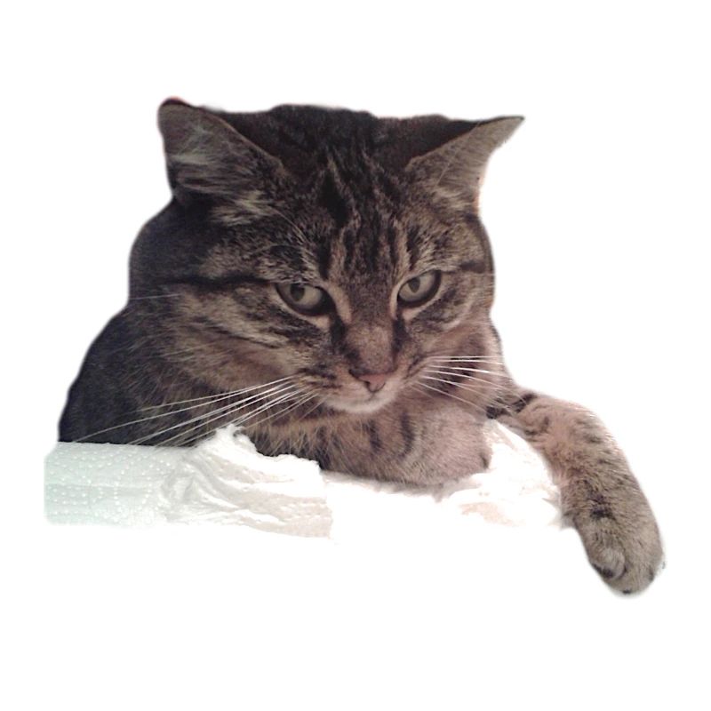 chat