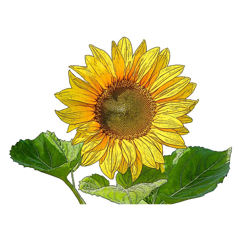 Sonnenblume