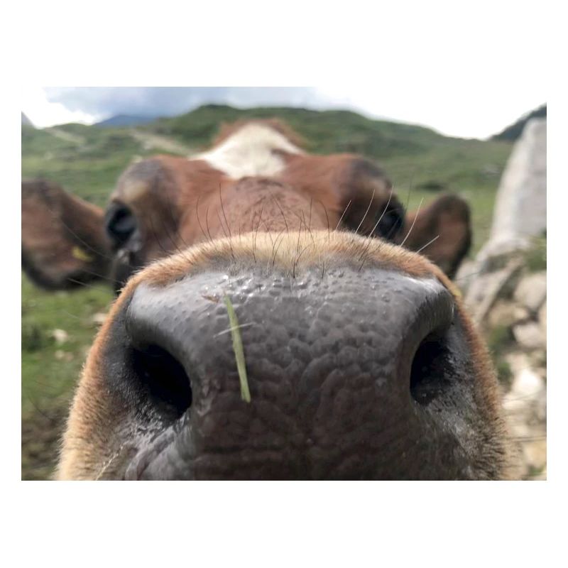Kuh Nase