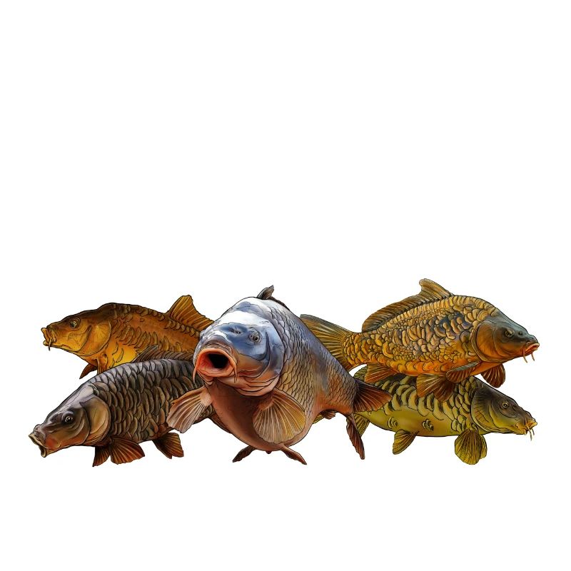 Karpfenbande